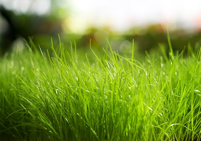 grass