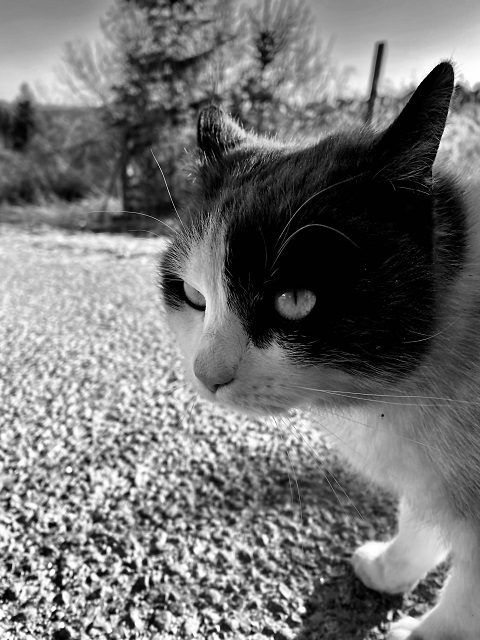 macska